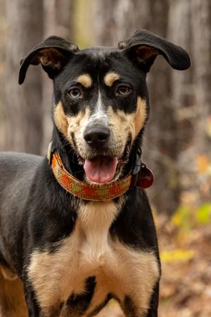 Cocoa, Mixed Breed / Terrier, adult, available for adoption