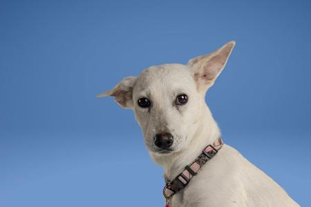 A white dog with large ears and dark eyes, wearing a patterned collar, against a blue background.