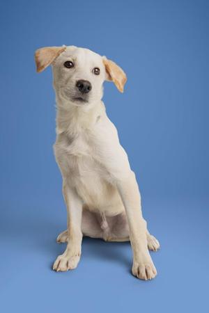 A white puppy sitting on a blue background