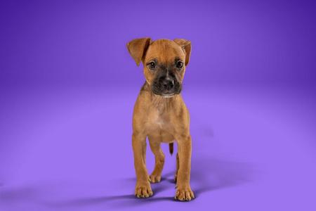 a brown puppy standing on a purple background