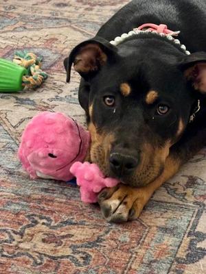 Lucy Lou, Rottweiler, young, available for adoption