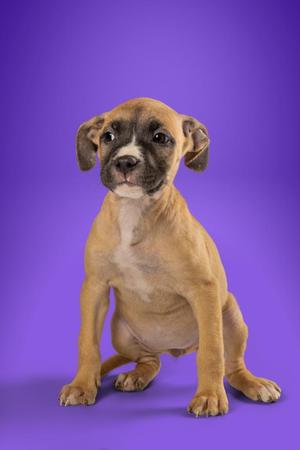 A small brown puppy with a white chest and a black nose, sitting on a purple background.