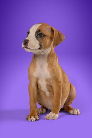 A brown and white puppy sitting on a purple background.
