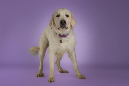 A white dog standing on a purple background