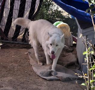 Aurora, Husky, adult, available for adoption