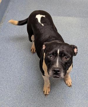 Jennie, Pit Bull Terrier, young, available for adoption