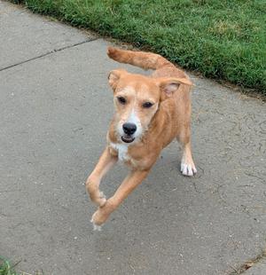 A brown dog running on a sidewalk with its mouth open and tongue out.