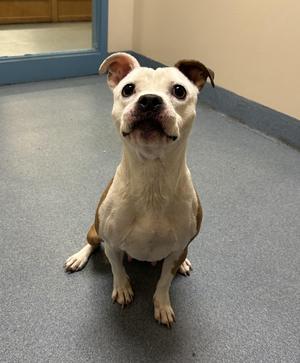 Roxy, Pit Bull Terrier, adult, available for adoption