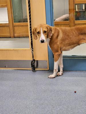 Willow, Hound, adult, available for adoption