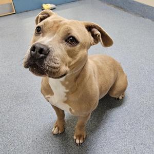 A light brown dog with a white chest and muzzle, sitting on a gray floor, looking up with its ears perked up.
