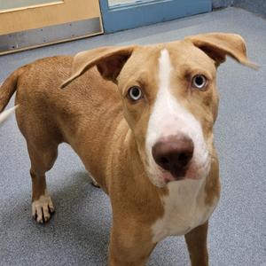 Tin foil, Pit Bull Terrier, young, available for adoption