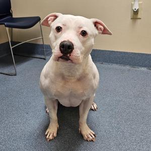 a white pit bull dog sitting on a blue carpet