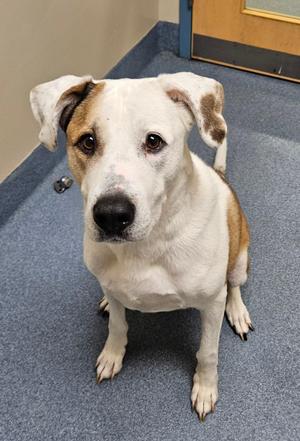 A white and brown dog sitting on a blue carpet