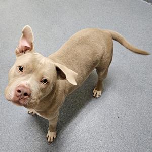 A light brown dog with a muscular build and a short coat, standing on a gray carpeted floor. The dog has a broad head, floppy ears, and a long tail. Its eyes are wide and alert, and it appears to be looking directly at the camera with a curious expression.