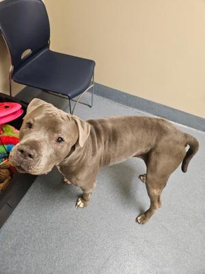 Luna, Pit Bull Terrier, adult, available for adoption