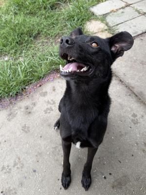 Waylon, Labrador Retriever, adult, available for adoption