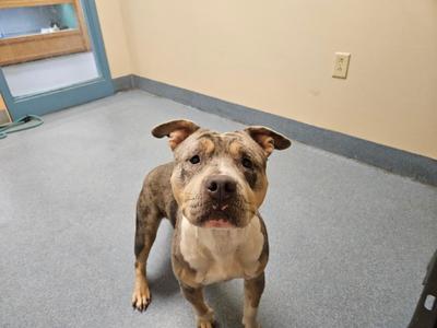 A brown and white pit bull terrier standing on a gray floor, looking up at the camera.