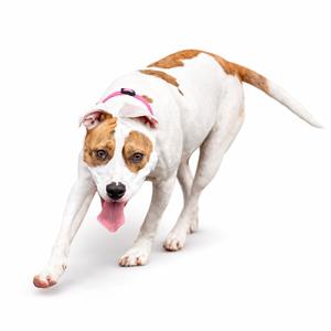A white and brown dog with a pink collar is walking towards the camera with its tongue out.