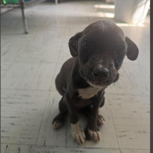 A black puppy with floppy ears and a white patch on its chest, sitting on a tiled floor.