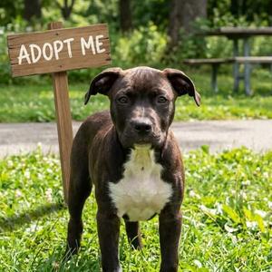 Tater Tot, Hound, young, available for adoption
