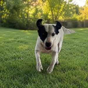 Brandy, Cattle Dog, adult, available for adoption