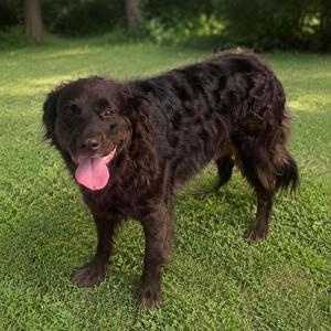 A black dog with curly fur standing on a grassy lawn, its tongue out and tail slightly raised.