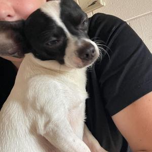 Max, Chihuahua, Short Coat, young, available for adoption