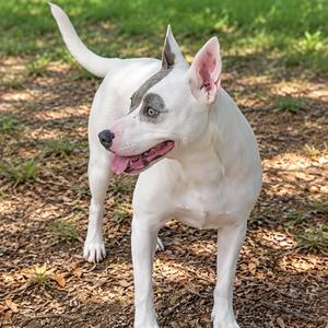 Antha, Cattle Dog, adult, available for adoption