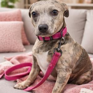 Pebbles, Dachshund, adult, available for adoption