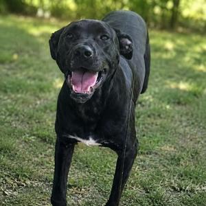 A black dog with a white patch on its chest, standing on grass with its mouth open and tongue out, looking happy.