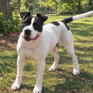 Ruby, Terrier, American Pit Bull, adult, available for adoption