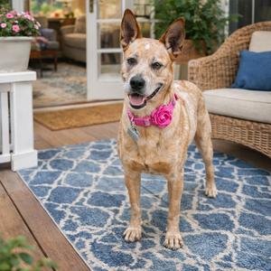 Amber, Cattle Dog, Australian (Red Heeler), young, available for adoption
