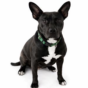 A black dog with a white chest and paws, wearing a green collar, sitting on a white background.