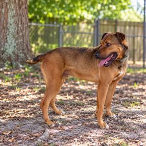 Butch, Black Mouth Cur, adult, available for adoption