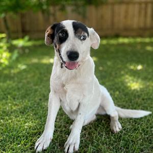 Annabelle, Cattle Dog, young, available for adoption