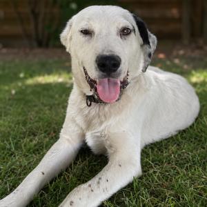 Andy, Cattle Dog, young, available for adoption