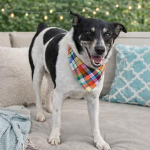 A black and white dog wearing a colorful bandana stands on a couch with pillows in the background.