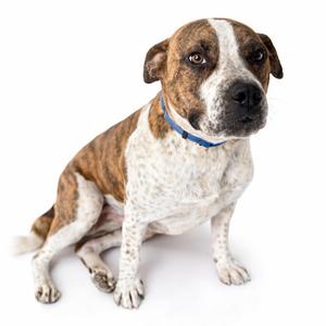 A brown and white dog with a blue collar sitting on a white background.