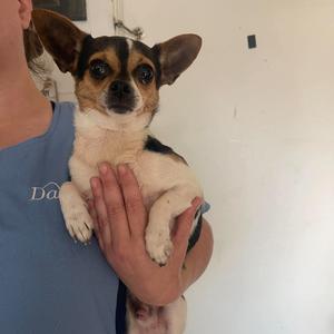 A small dog with large ears being held by a person in a blue shirt.
