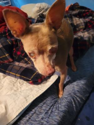 Chester, Chihuahua, senior, available for adoption