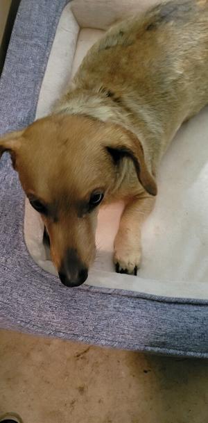 King, Dachshund, senior, available for adoption