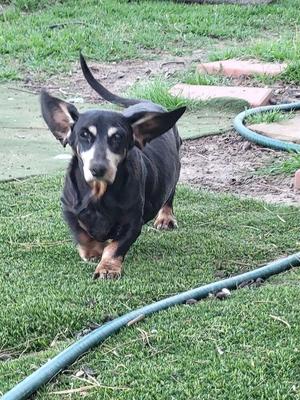 Maxx, Dachshund, senior, available for adoption