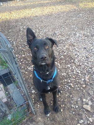 Forrest, Labrador Retriever / Shepherd (Unknown Type), adult, available for adoption