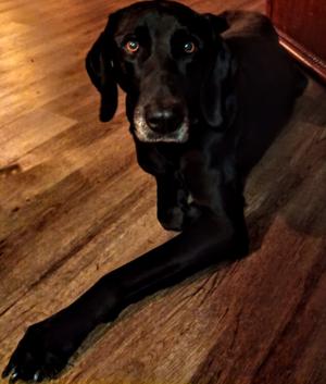 Lucy, Labrador Retriever / Great Dane, available for adoption