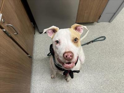CANELO, Pit Bull Terrier / Labrador Retriever, young, available for adoption