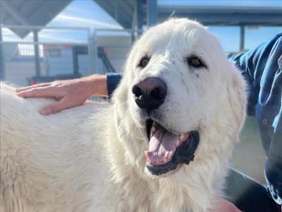 A white dog with a fluffy coat is being petted by a person's hand. The dog has a black nose and open mouth, showing its tongue. The background appears to be an outdoor setting with a structure and some vehicles.