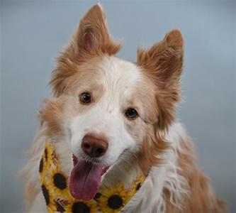 MIEL, Border Collie, adult, available for adoption