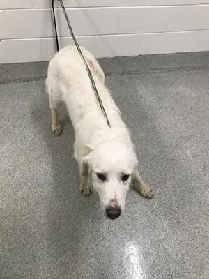 LIBERTY, Great Pyrenees / Golden Retriever, adult, available for adoption