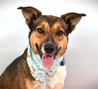 REMY, Australian Cattle Dog/Blue Heeler / Labrador Retriever, young, available for adoption