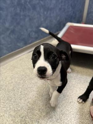 AURORA, Chihuahua / Pit Bull Terrier, puppy, available for adoption